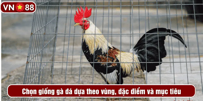 Chọn giống gà đá dựa theo vùng, đặc điểm và mục tiêu