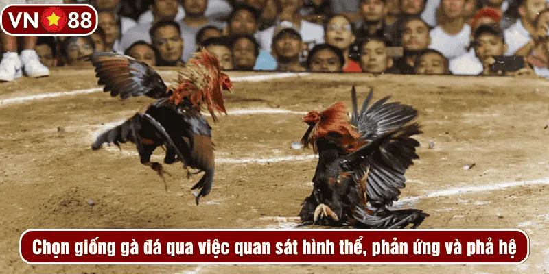 Chọn giống gà đá qua việc quan sát hình thể, phản ứng và phả hệ