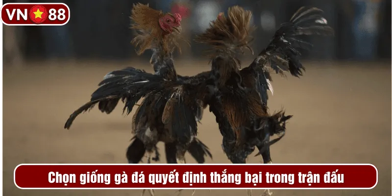 Chọn giống gà đá quyết định thắng bại trong trận đấu