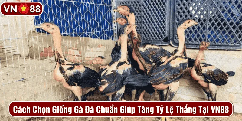 Chọn giống gà đá