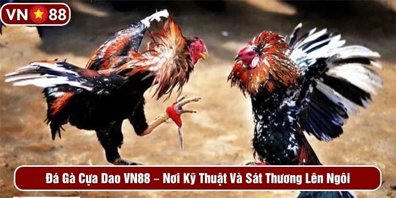Đá gà cựa dao VN88 - Nơi kỹ thuật và sát thương lên ngôi