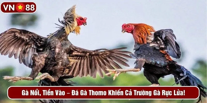 Gà nổi, tiền vào - Đá gà Thomo khiến cả trường gà rực lửa!