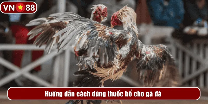 Hướng dẫn cách dùng thuốc bổ cho gà đá 