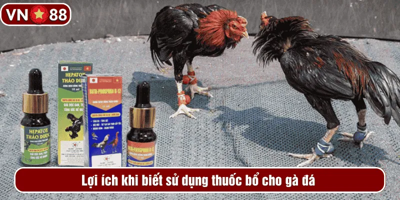 Lợi ích khi biết sử dụng thuốc bổ cho gà đá 