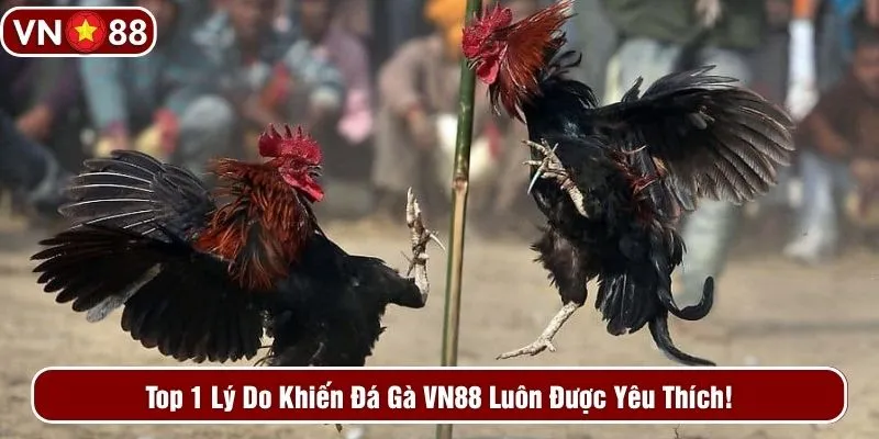 Top 1 lý do khiến đá gà VN88 luôn được yêu thích