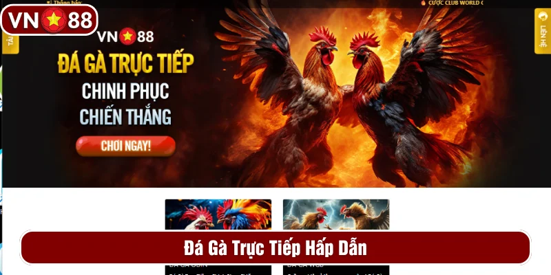 VN88 sở hữu sảnh cược đá gà ấn tượng